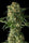 Kushberry - Mandala Seeds Shop DNA Genetics