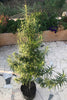 Lao Highland Tribe - Mandala Seeds Shop Khalifa Genetics