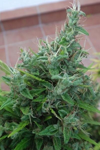 Lebanese - Mandala Seeds Shop Ace Seeds