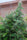 Lebanese - Mandala Seeds Shop Ace Seeds
