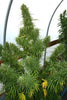 Lebanese - Mandala Seeds Shop Ace Seeds