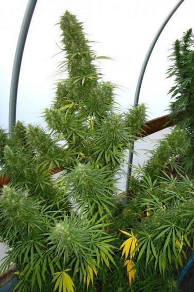 Lebanese - Mandala Seeds Shop Ace Seeds