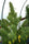Lebanese - Mandala Seeds Shop Ace Seeds