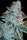 Lemon OG Kush - Mandala Seeds Shop DNA Genetics