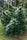 Limon Blanco V3 - Mandala Seeds Shop Khalifa Genetics