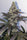 Limon Blanco V3 - Mandala Seeds Shop Khalifa Genetics