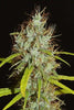 Maharaja Haze - Mandala Seeds Shop Khalifa Genetics