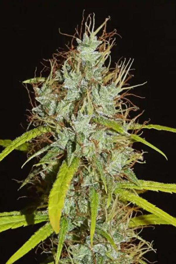 Maharaja Haze - Mandala Seeds Shop Khalifa Genetics