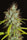 Maharaja Haze - Mandala Seeds Shop Khalifa Genetics