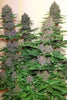 Malawi x PCK - Mandala Seeds Shop Ace Seeds