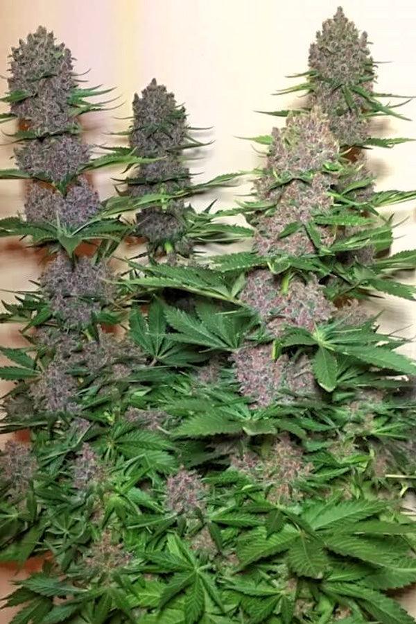 Malawi x PCK - Mandala Seeds Shop Ace Seeds