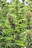 Malawi x PCK - Mandala Seeds Shop Ace Seeds