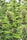 Malawi x PCK - Mandala Seeds Shop Ace Seeds