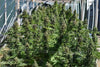 Malawi x PCK - Mandala Seeds Shop Ace Seeds