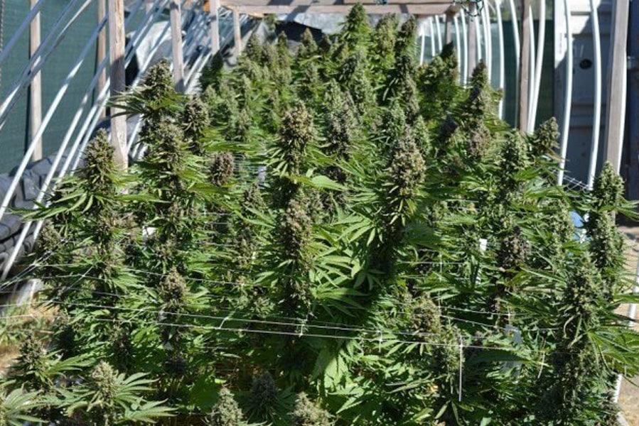 Malawi x PCK - Mandala Seeds Shop Ace Seeds