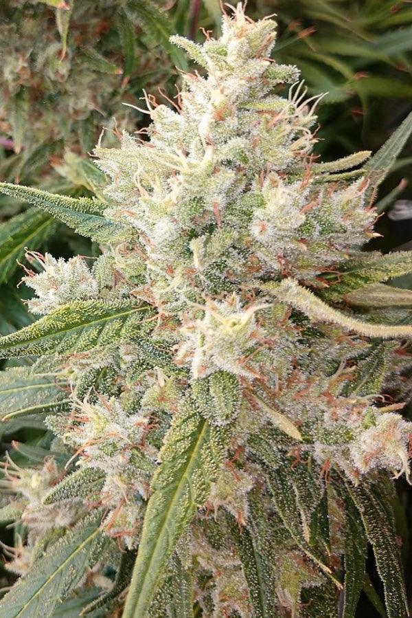 Malawi x Panama - Mandala Seeds Shop Ace Seeds