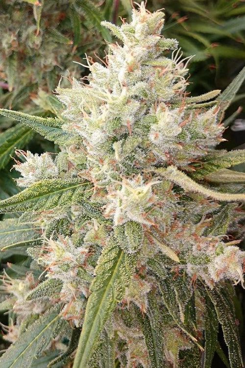 Malawi x Panama - Mandala Seeds Shop Ace Seeds