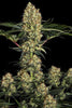Mendocino Skunk - Mandala Seeds Shop Paradise Seeds