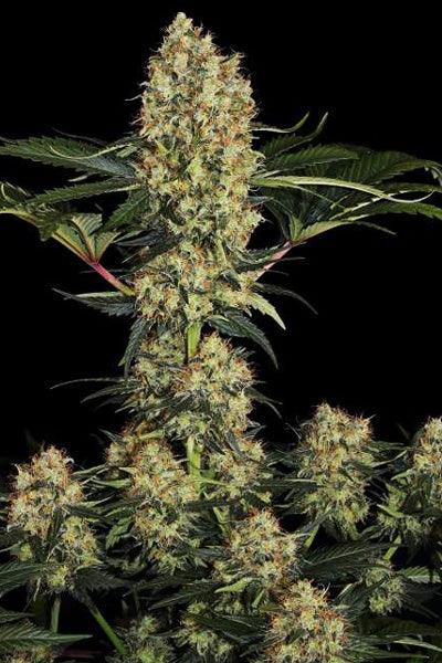 Mendocino Skunk - Mandala Seeds Shop Paradise Seeds