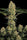 Mendocino Skunk - Mandala Seeds Shop Paradise Seeds