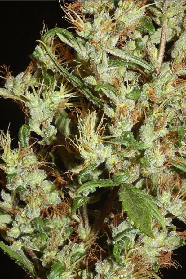 Moroccan Beldia - Mandala Seeds Shop Khalifa Genetics