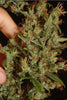 Moroccan Beldia - Mandala Seeds Shop Khalifa Genetics