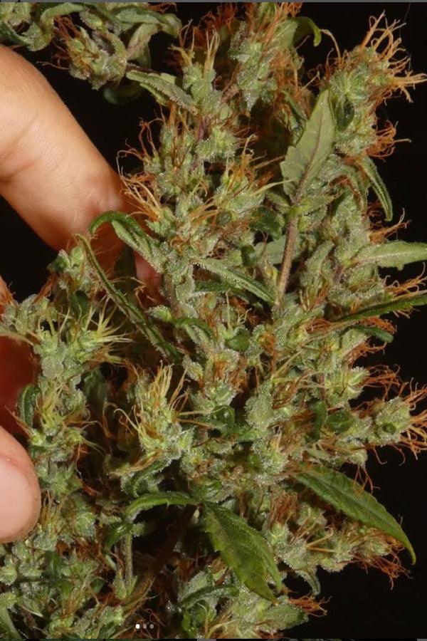 Moroccan Beldia - Mandala Seeds Shop Khalifa Genetics