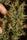 Moroccan Beldia - Mandala Seeds Shop Khalifa Genetics