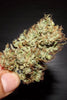 Moroccan Beldia - Mandala Seeds Shop Khalifa Genetics