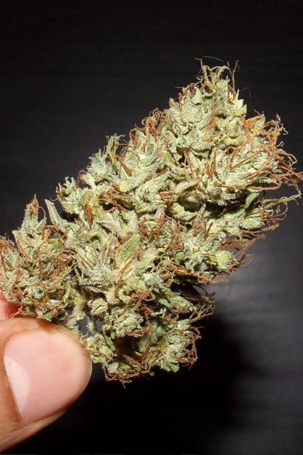 Moroccan Beldia - Mandala Seeds Shop Khalifa Genetics