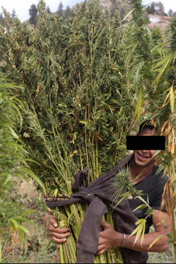 Moroccan Beldia - Mandala Seeds Shop Khalifa Genetics