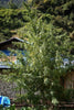 Nepal Annapurna - Mandala Seeds Shop Ace Seeds
