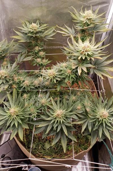 Nepal Jam - Mandala Seeds Shop Ace Seeds