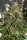 New Caledonia - Mandala Seeds Shop Ace Seeds