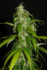Nigerian Sativa - Mandala Seeds Shop Khalifa Genetics