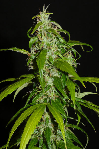 Nigerian Sativa - Mandala Seeds Shop Khalifa Genetics