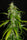 Nigerian Sativa - Mandala Seeds Shop Khalifa Genetics