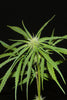 Nigerian Sativa - Mandala Seeds Shop Khalifa Genetics