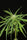 Nigerian Sativa - Mandala Seeds Shop Khalifa Genetics