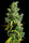 Nigerian Sativa - Mandala Seeds Shop Khalifa Genetics