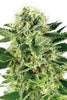 Northern Lights - Mandala Seeds Shop Sensi Seeds