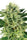 Northern Lights - Mandala Seeds Shop Sensi Seeds