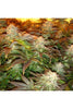 Opium - Mandala Seeds Shop Paradise Seeds