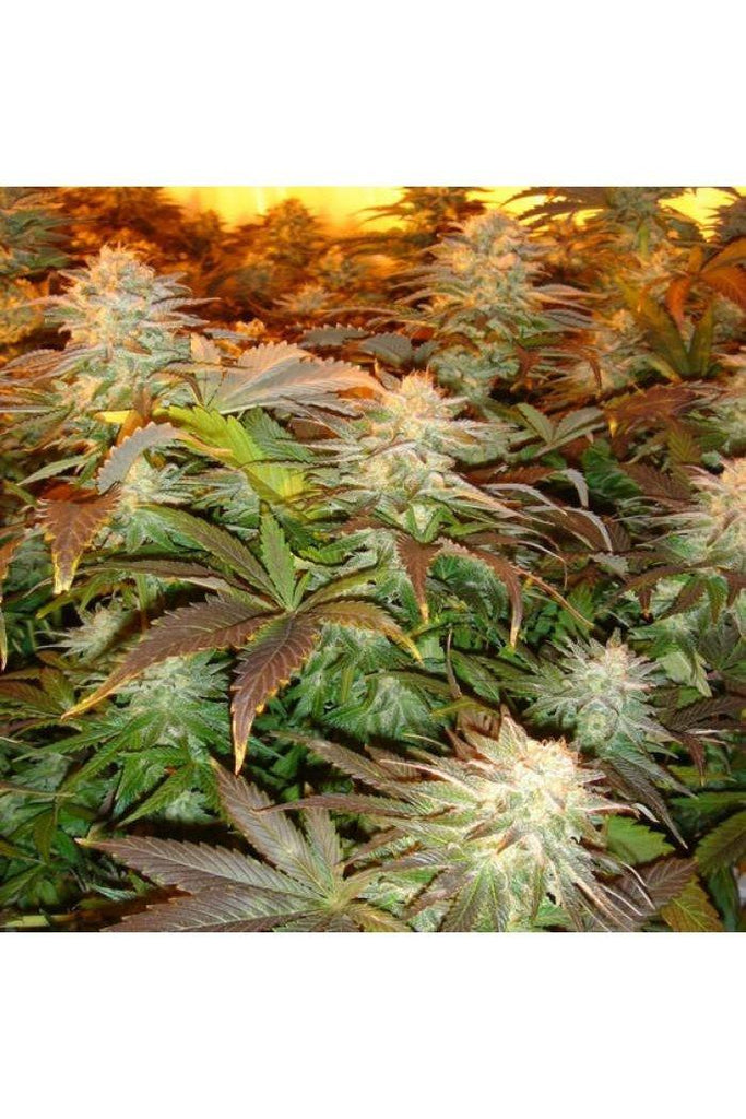 Opium - Mandala Seeds Shop Paradise Seeds