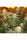 Opium - Mandala Seeds Shop Paradise Seeds
