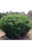 Opium - Mandala Seeds Shop Paradise Seeds