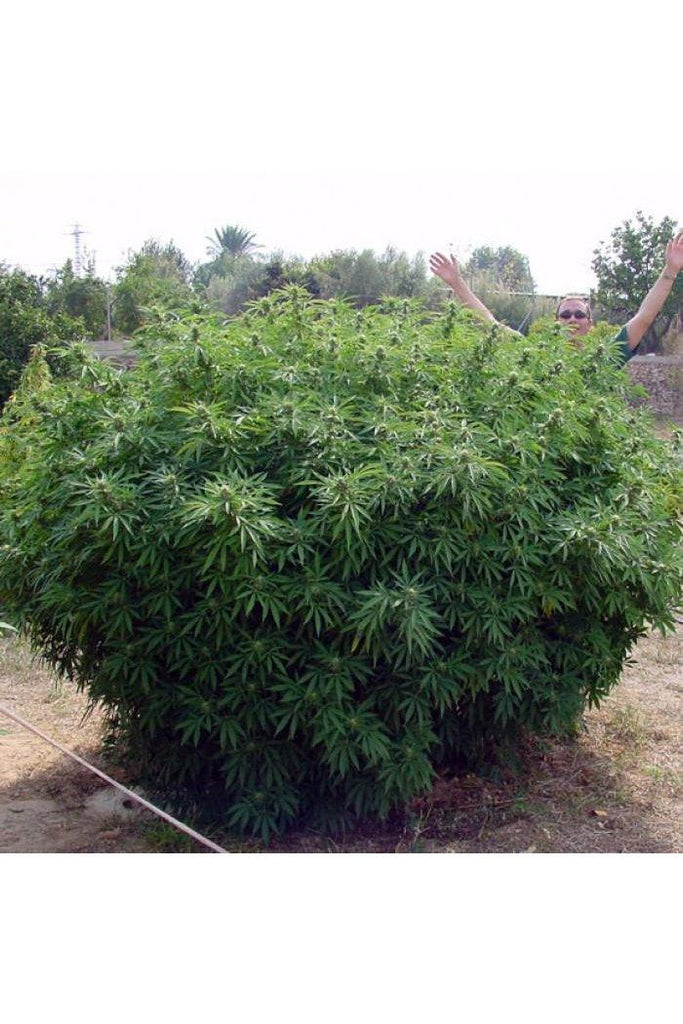 Opium - Mandala Seeds Shop Paradise Seeds