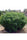 Opium - Mandala Seeds Shop Paradise Seeds