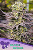 Oracle Octane - Mandala Seeds Shop Anesia