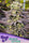 Oracle Octane - Mandala Seeds Shop Anesia